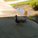 Illustration for article titled Parts fabrication and baby ducks